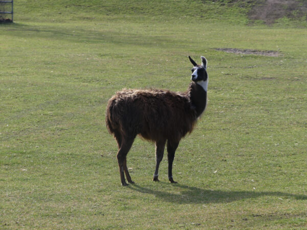 Lama auf dem Mundenhof