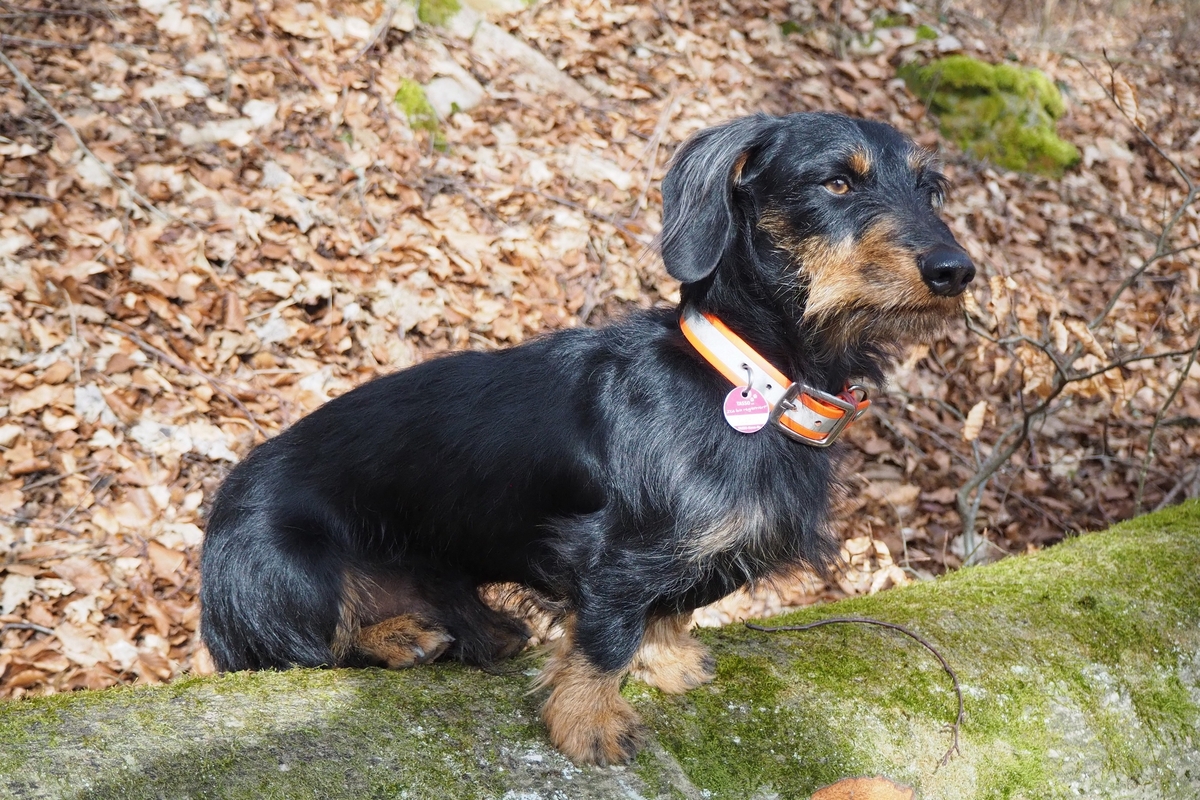 Jago, Rauhaardackel im Wald