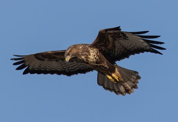 Mäusebussard in der Luft