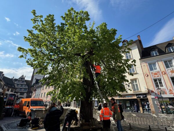 Historische Linden in Freiburg-Oberlinden