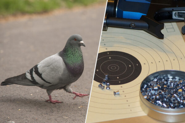 Taube und Munition