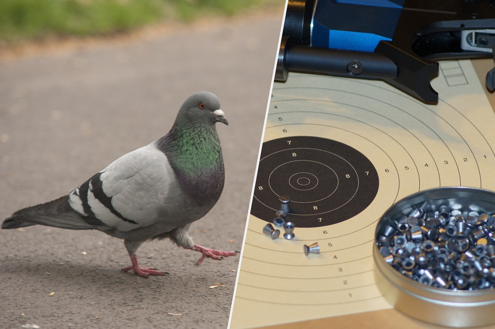 Taube und Munition