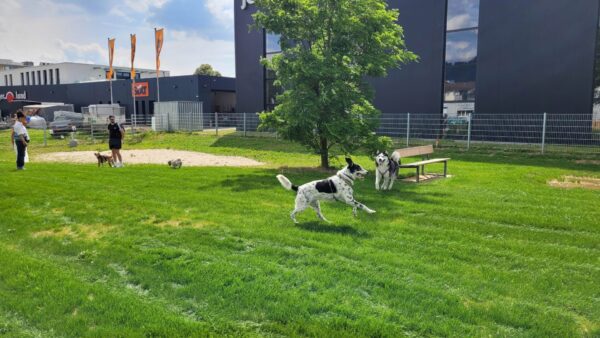 Hunde toben auf der Hundewiese