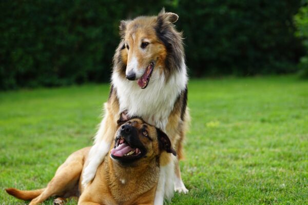 Hundewiese in Freiburg für kleine und große Hunde