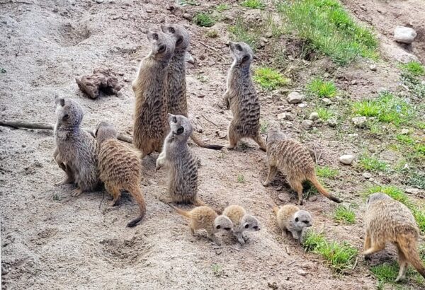 Gespannt warten die Erdmännchen auf die Fütterung mit Heuschrecken: da ist auch der Nachwuchs schon mittendrin. Foto: Schuh