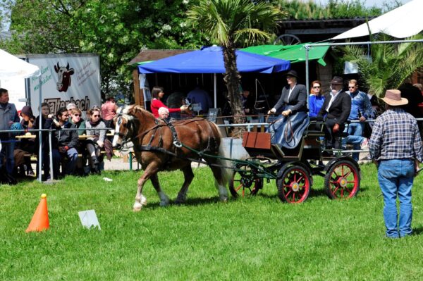 Reitertag des Reitclub 99 Mundenhof