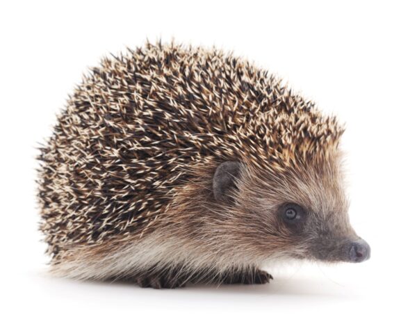 Die Igel waren dehydriert und geschwächt, als sie im Tierheim ankamen. "Sie sind mittlerweile etwas agiler und nicht mehr so lethargisch wie am Anfang und fressen auch selbst", so Tierheimleiter Marco Marsovszky. Foto: Adobe Stock