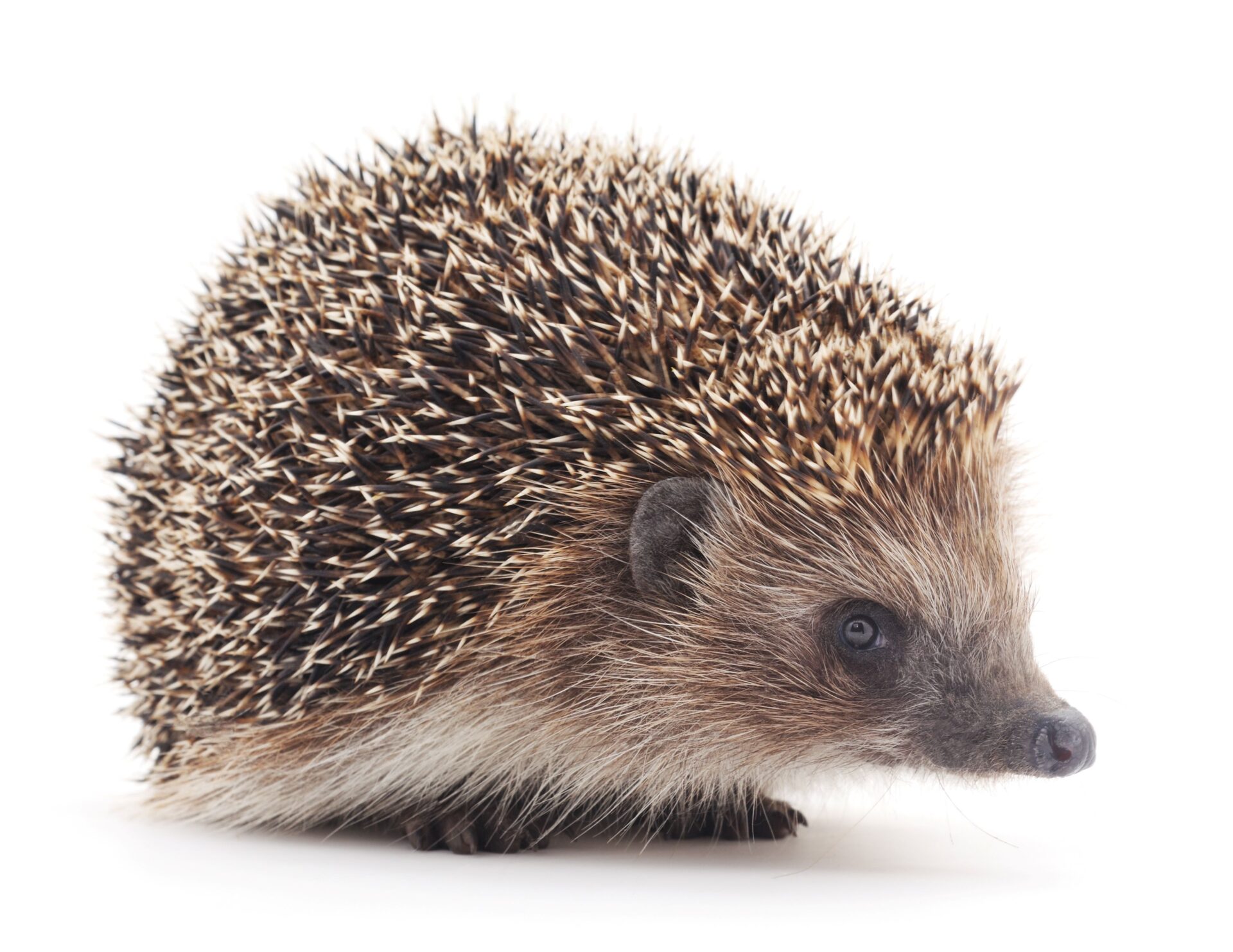 Die Igel waren dehydriert und geschwächt, als sie im Tierheim ankamen. "Sie sind mittlerweile etwas agiler und nicht mehr so lethargisch wie am Anfang und fressen auch selbst", so Tierheimleiter Marco Marsovszky. Foto: Adobe Stock