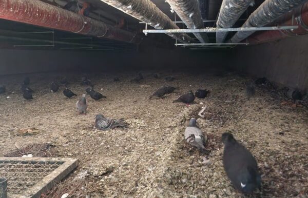 Zahlreiche Tauben haben sich in dem Hohlraum unter der Stadtbahnbrücke eingenistet. Foto: Pflegestellen Stadttauben Freiburg