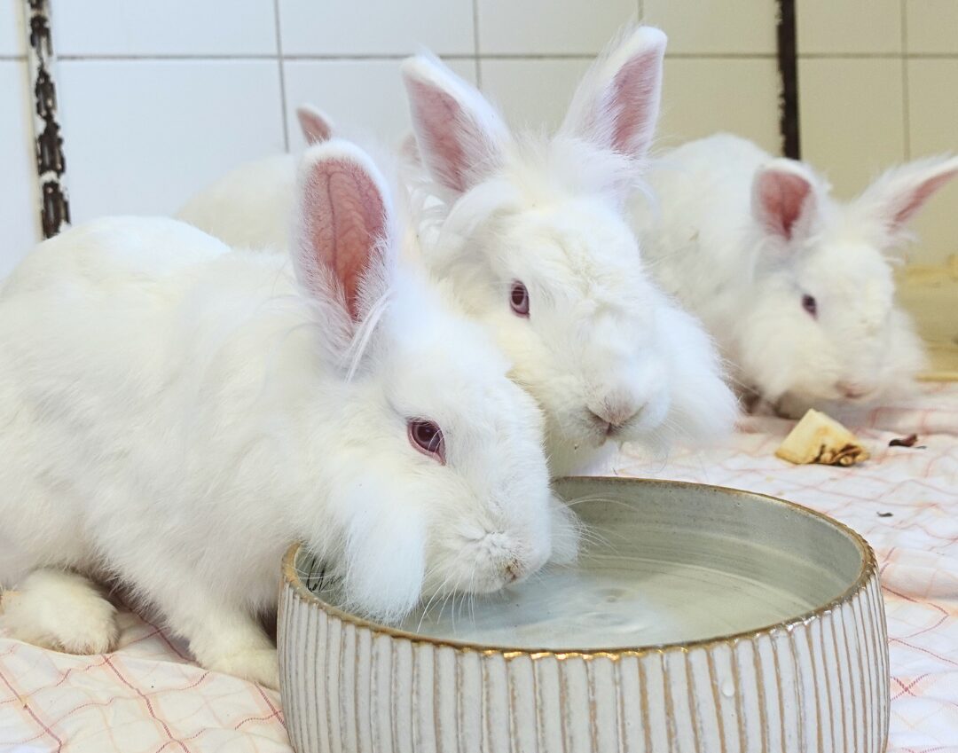 Die Angora-Albino-Kaninchen sind süß, flauschig und zutraulich – und trotzdem sind sie schon seit rund einem Jahr im Tierheim.