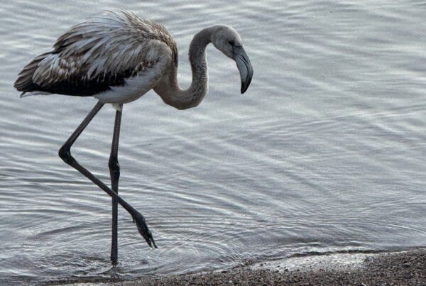 Junger Flamingo am Titisee