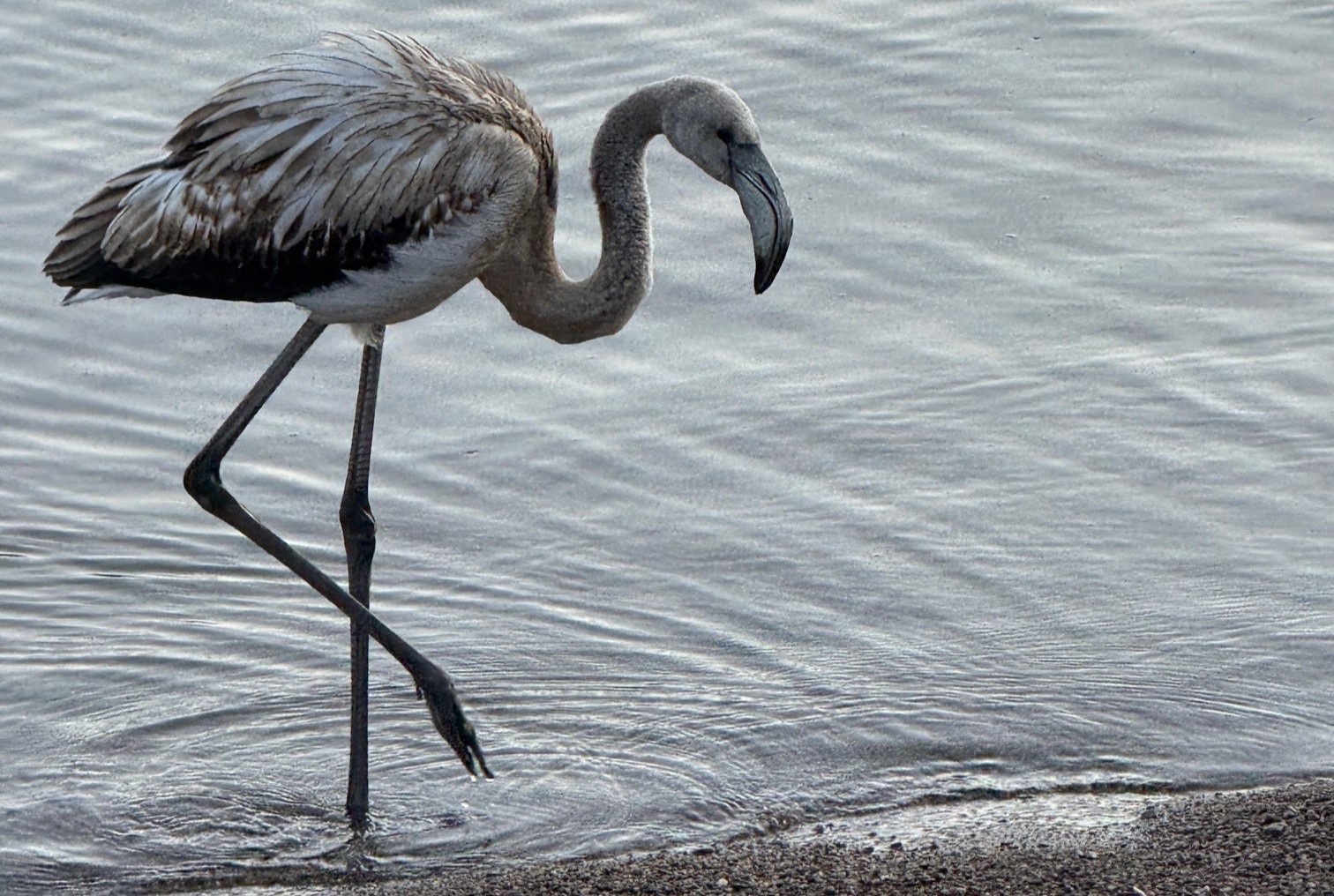 Junger Flamingo am Titisee