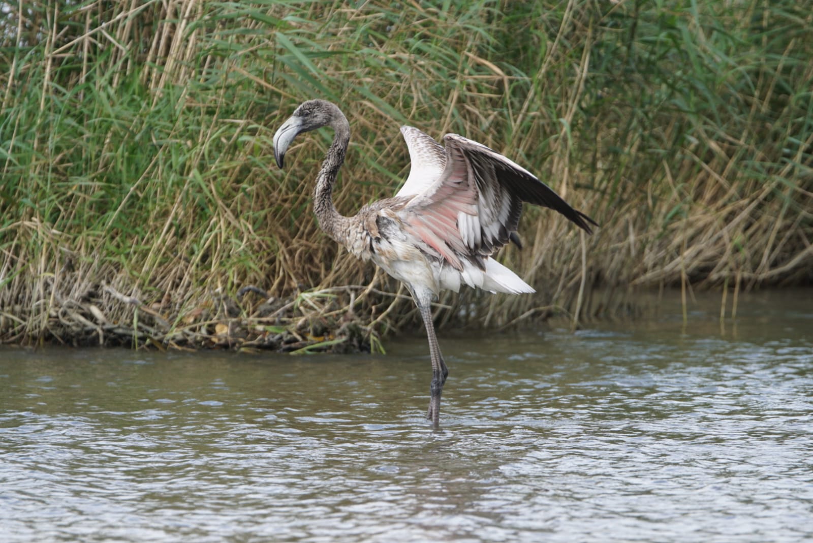 Flamingo