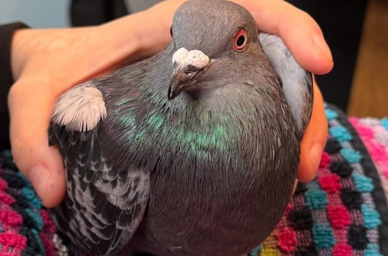 Die Ehrenamtlichen des Vereins Stadttaubenhilfe päppeln verletzte Tiere wieder auf – doch manchmal kommt die Hilfe zu spät. foto: privat