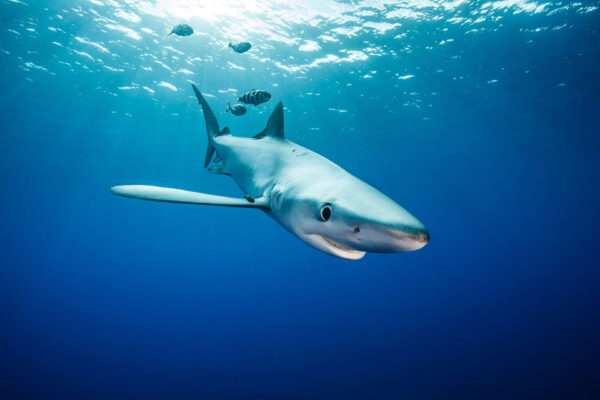 David Hettich präsentiert faszinierende Unterwasseraufnahmen. Foto: David Hettich