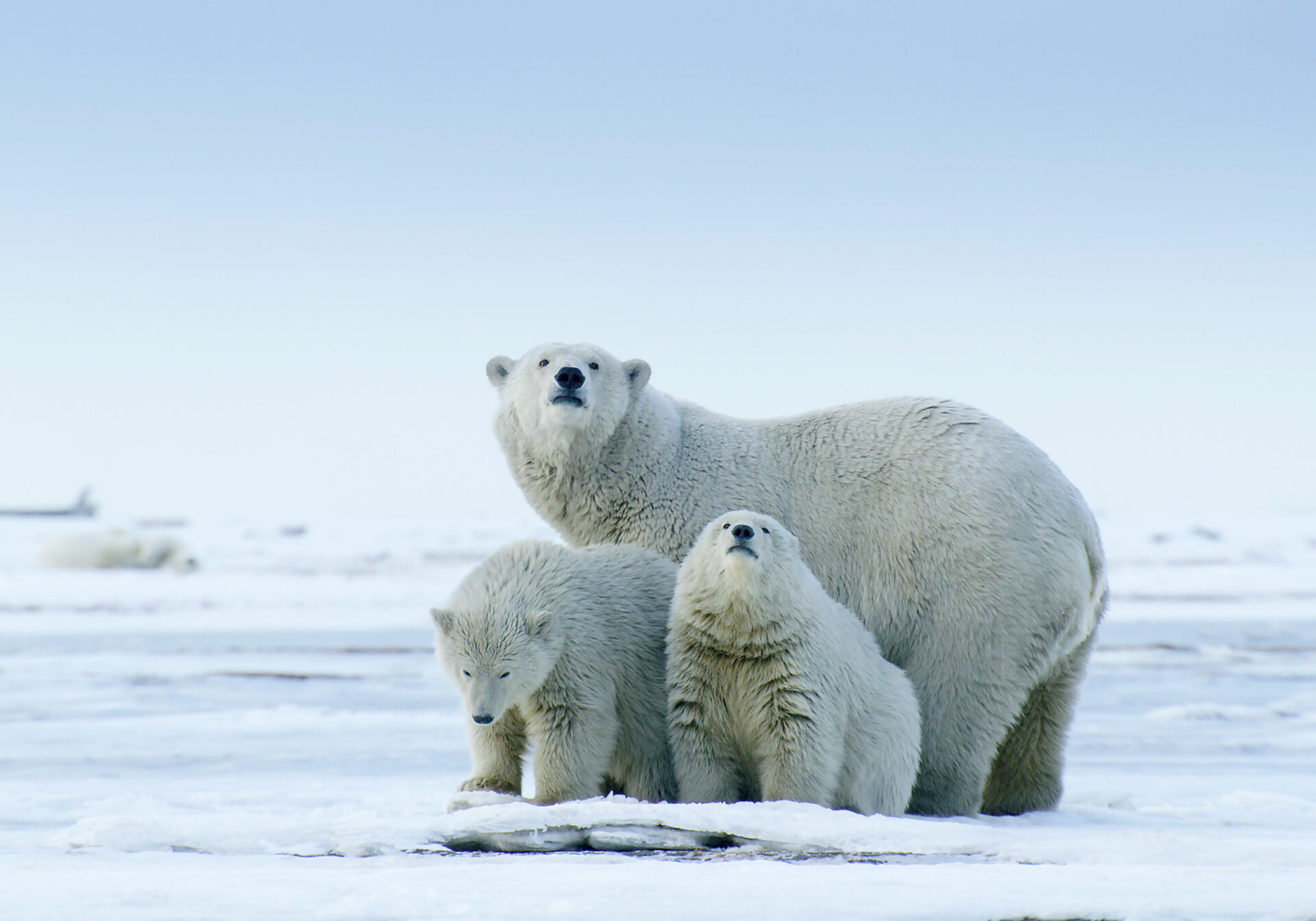 Faszinierende Tierwelt: Florian Schulz zeigt in „Ein Leben für die Wildnis“ ikonische Foto-und Filmaufnahmen der majestätischen Schönheit Nordamerikas.
