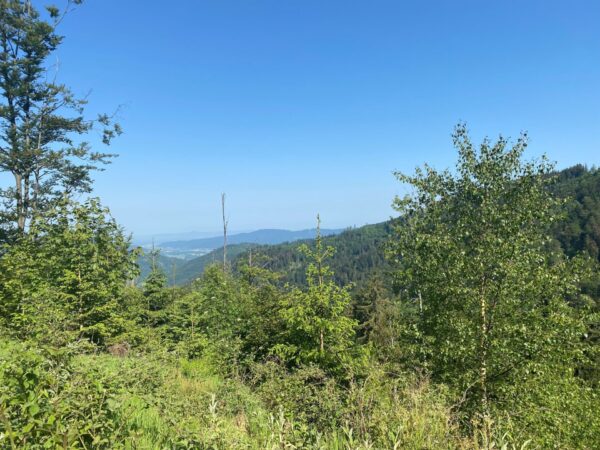 Ein gesunder Mischwald mit alten und jungen Bäumen kann dem Klimawandel die Stirn bieten. Foto: Schwende