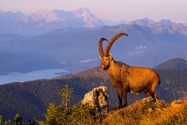 „Alpenvorland – Meine wilde Heimat“ ist ein Vortrag ein Vortrag voller Licht, Stimmung und Heimatgefühl. Foto: Bernd Römmelt