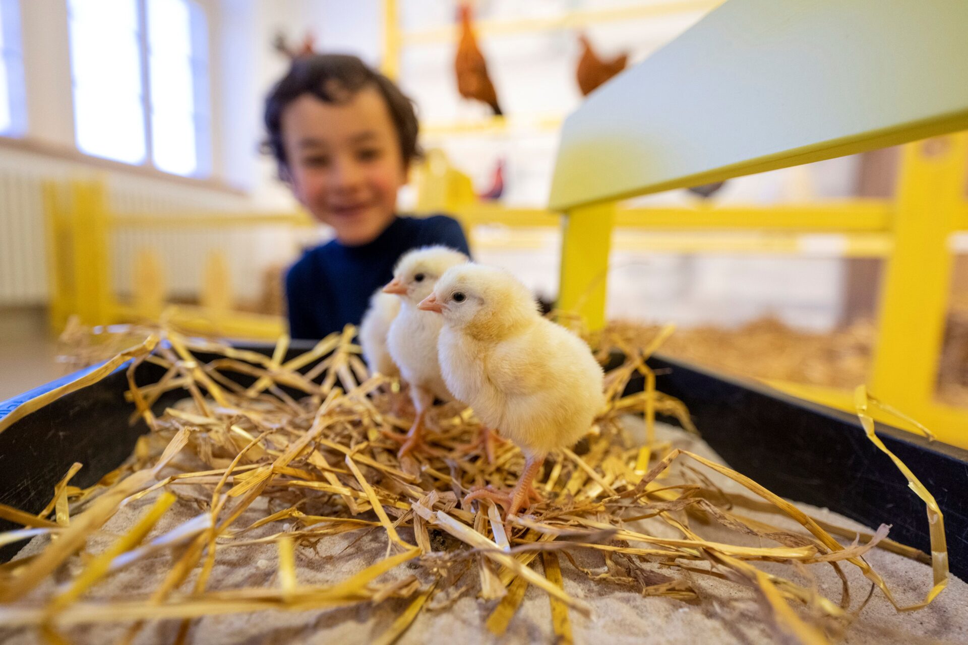 Der flauschige Hühner-Nachwuchs begeistert im Museum Natur und Mensch.