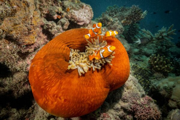 Ein Clownfisch, Seeanemomen und eine Riesenmuschel zeigen ein gesundes Korallenriff - doch diese sterben weltweit ab. Auch darum geht es im Live-Vortrag vom Markus Mauthe am 20. Februar Foto: Markus Mauthe