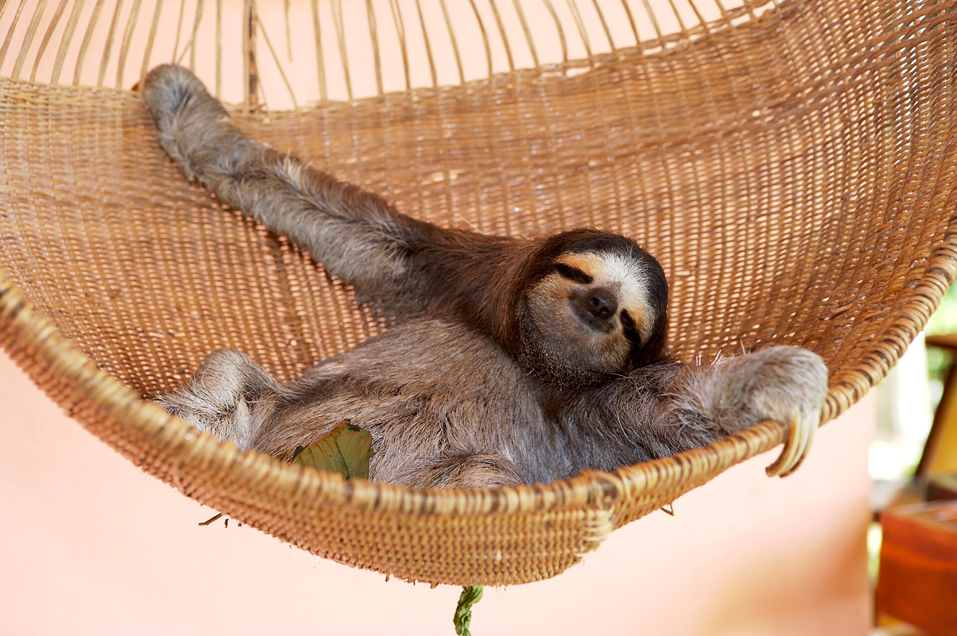 Tobias Hauser zeigt bei „Costa Rica – Reise in den tropischen Garten Eden“ die beeindruckende Artenvielfalt des Landes. Hier eine Aufnahme aus einem Krankenhaus für Faultiere.