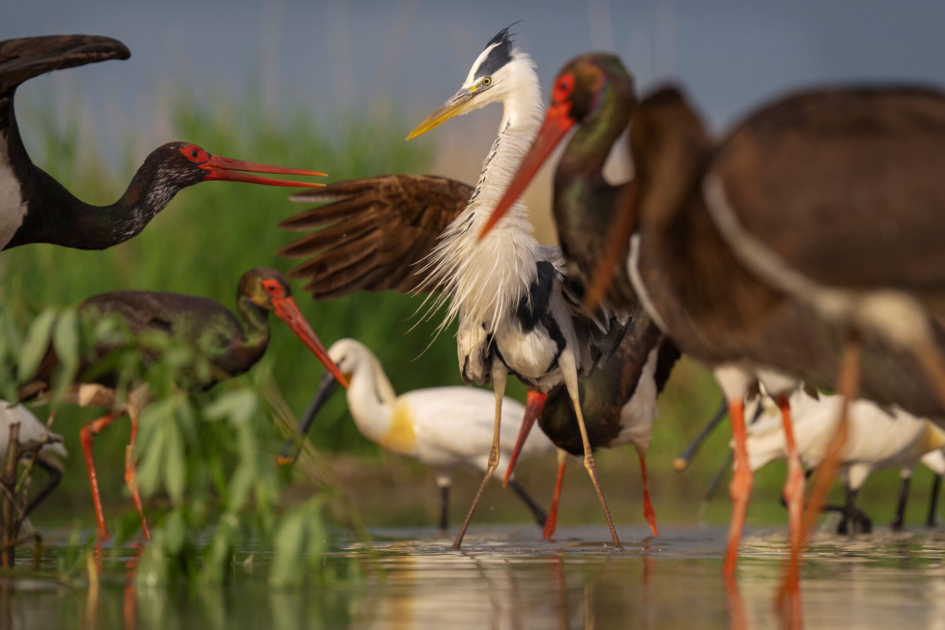 Das Waldhaus zeigt ab 6. März preisgekrönte Naturaufnahmen Foto: Staffan Widstrand