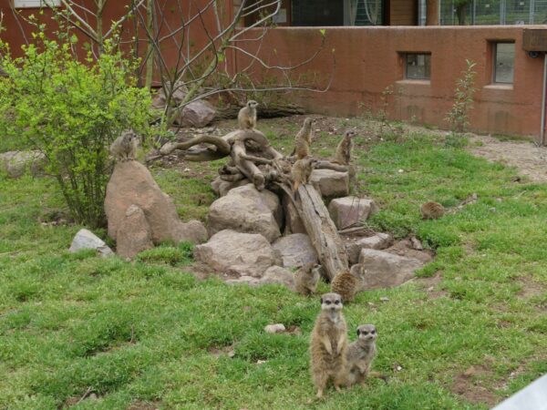 Sie sind ein Publikumsmagnet: Die Erdmännchen wuseln fleißig durch ihr Gehege. Foto: Schuh