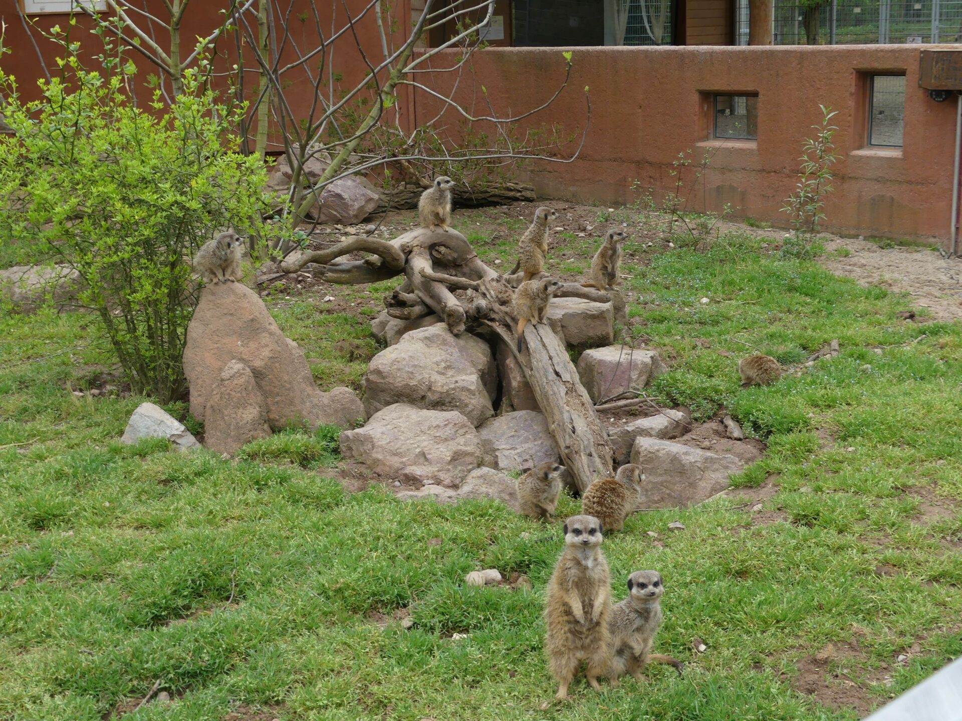 Sie sind ein Publikumsmagnet: Die Erdmännchen wuseln fleißig durch ihr Gehege. Foto: Schuh