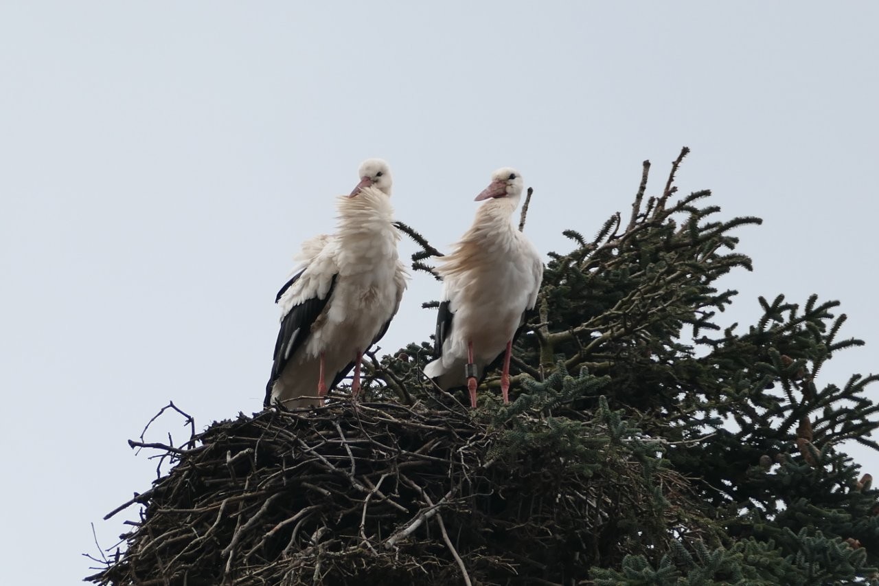 Dieses Storchenpaar auf dem Mundenhof hat bereits ein Nest bezogen. Foto: Gustav Bickel
