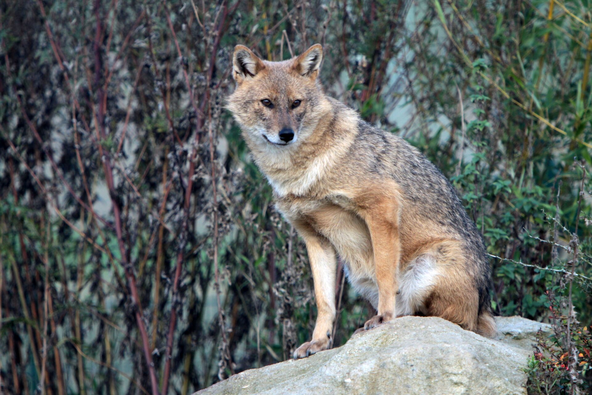 Der Goldschakal ähnelt farblich einem Wolf, ist aber deutlich kleiner. Foto: adobe.stock.com