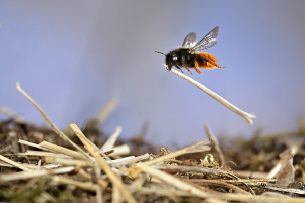 Ein Bild aus der aktuellen Naturfotografie-Ausstellung im Waldhaus: Eine Zweifarbige Schneckenhausbiene (Osmia bicolor) tarnt das Gehäuse mit Grashalmen. Foto: ENJ 2023/Solvin Zankl