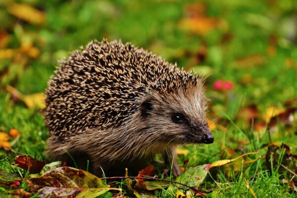 Die kleinen Wildtiere sollen durch das nächtliche Fahrverbot besser geschützt werden.