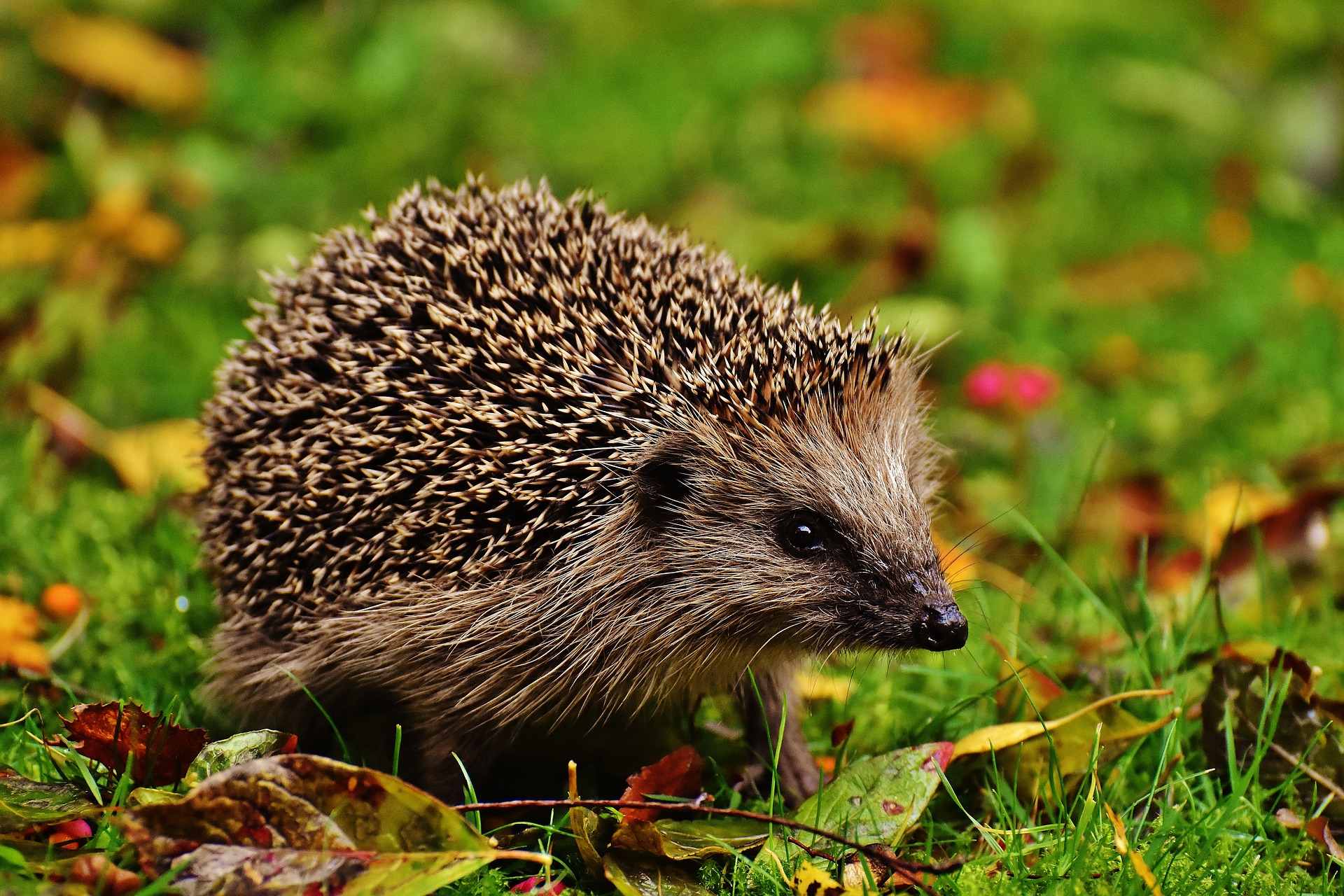 Die kleinen Wildtiere sollen durch das nächtliche Fahrverbot besser geschützt werden.